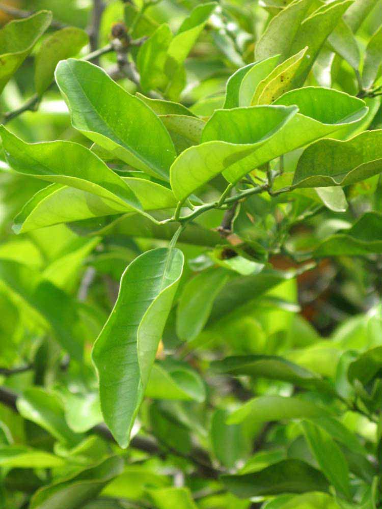              Sun leaves (Winter Haven, FL)       